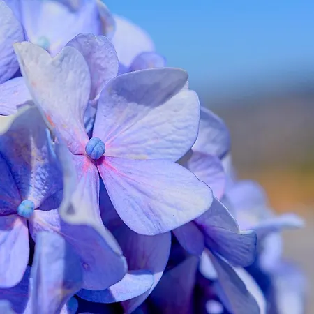 Дом отдыха Recanto Florencas Арку-да-Кальета