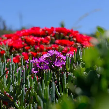 Recanto Florencas Арку-да-Кальета