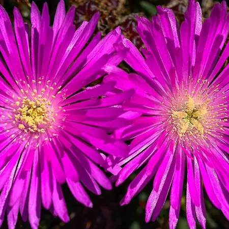 Recanto Florencas 別荘 アルコ・ダ・カリェタ