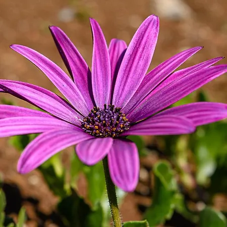 Recanto Florencas Дом отдыха