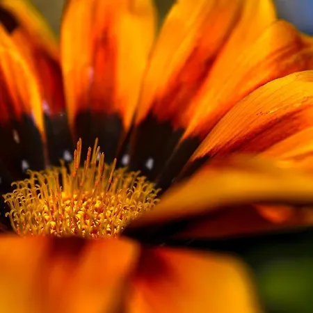 Recanto Florencas 別荘 アルコ・ダ・カリェタ