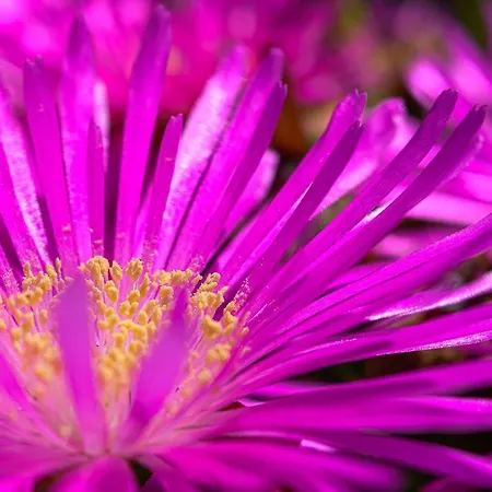 Recanto Florencas * Арку-да-Кальета