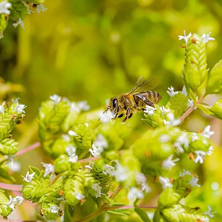 Recanto Florencas Дом отдыха Арку-да-Кальета
