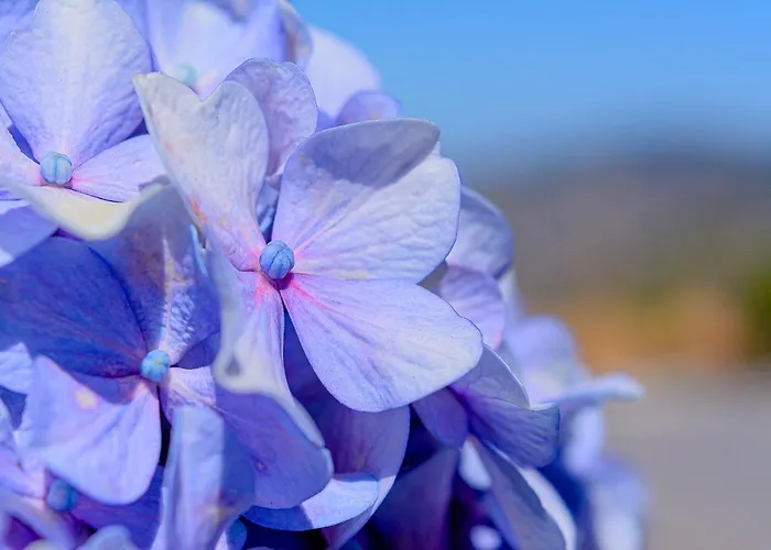 بيت للعطل Recanto Florencas أركو دا كالهيتا