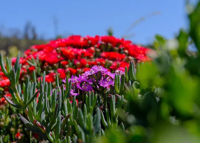 Recanto Florencas 阿科达卡列塔