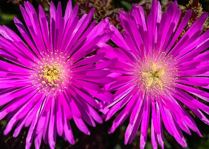 Recanto Florencas 度假居 阿科达卡列塔