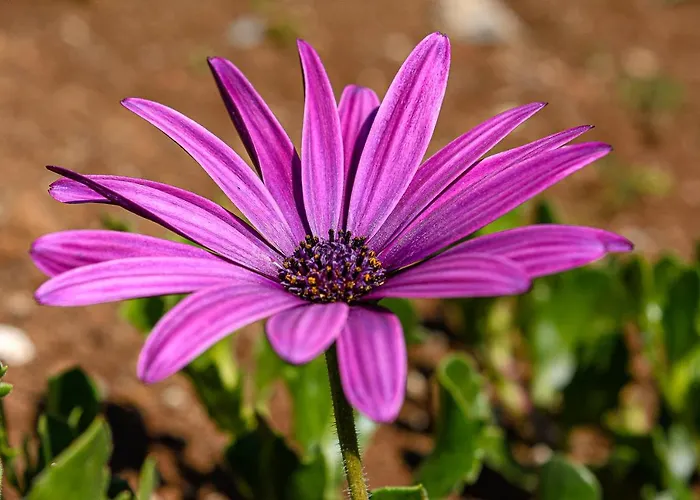 Recanto Florencas 度假居