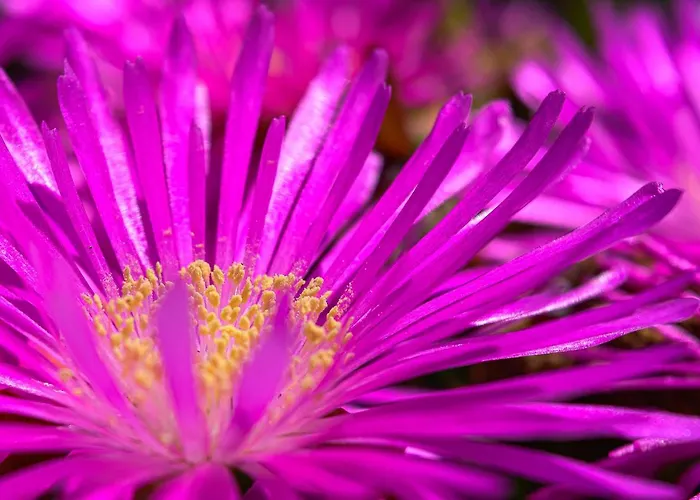 Recanto Florencas * أركو دا كالهيتا