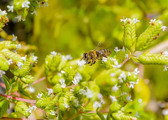 Recanto Florencas بيت للعطل أركو دا كالهيتا